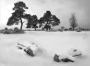 Mono Snow wellow common